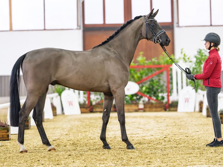 Hanoverian Gelding 3 years 17 hh Black in Münster-Handorf