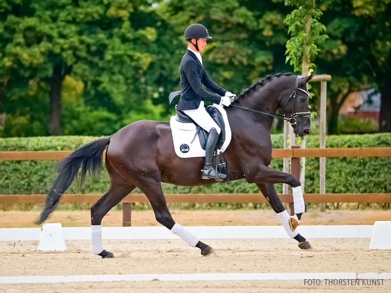 Hanoverian Gelding 3 years 17 hh Black in Verden