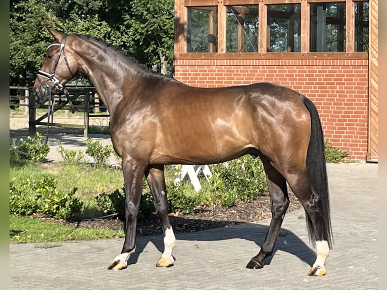 Hanoverian Gelding 3 years 17 hh Brown in Barver