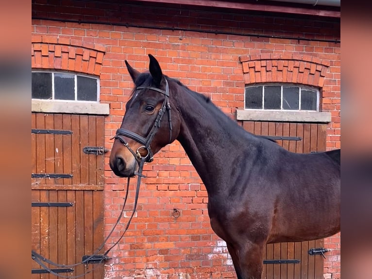 Hanoverian Gelding 3 years 17 hh Brown in Blender