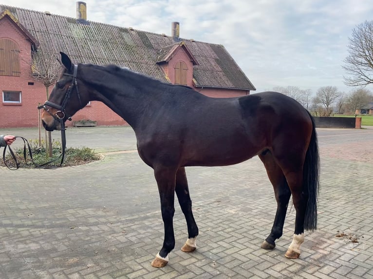 Hanoverian Gelding 3 years 17 hh Brown in Blender
