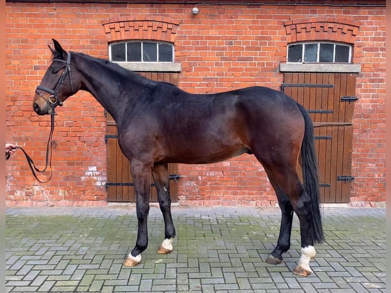 Hanoverian Gelding 3 years 17 hh Brown in Blender