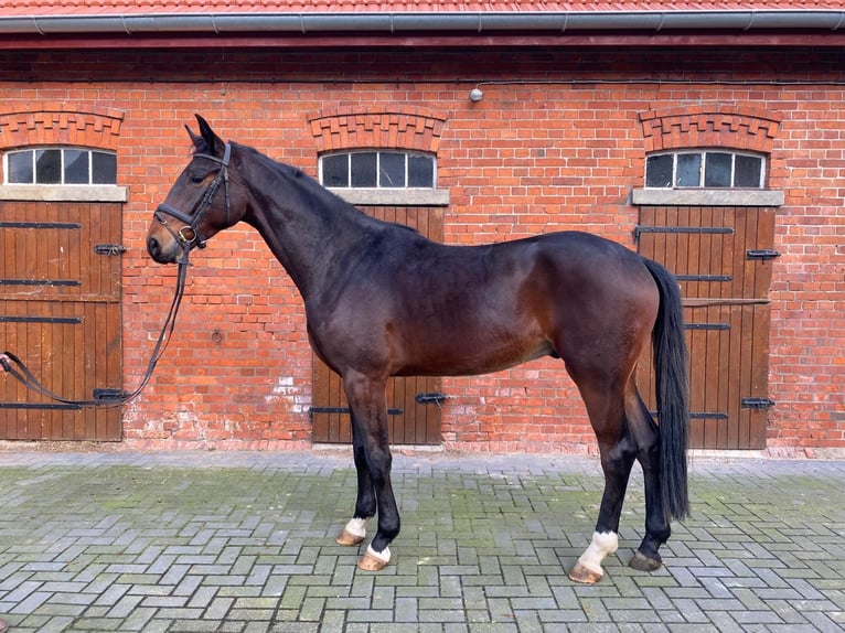 Hanoverian Gelding 3 years 17 hh Brown in Blender