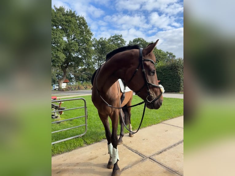 Hanoverian Gelding 3 years 17 hh Brown in Schwanewede