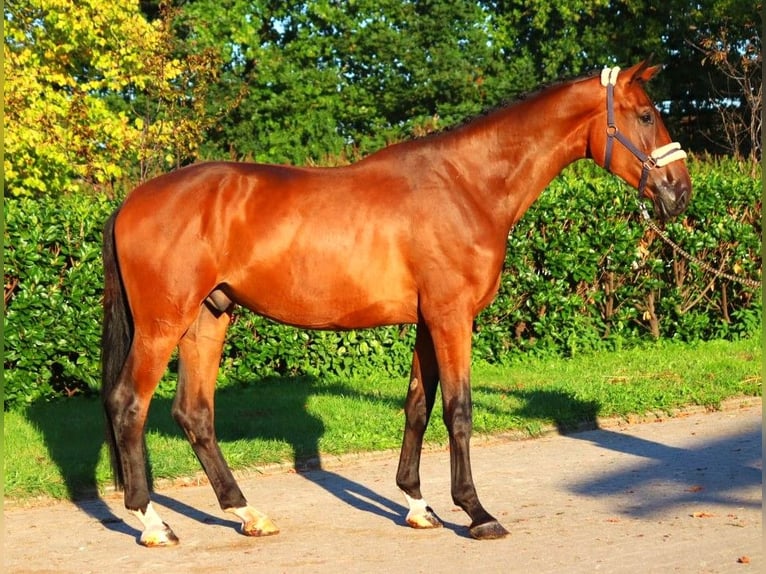 Hanoverian Gelding 3 years 17 hh Brown in Selsingen