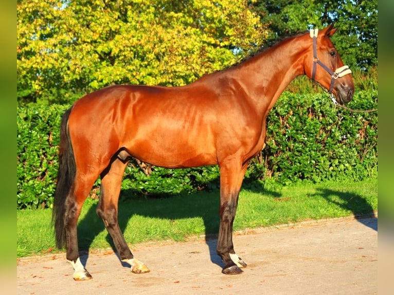 Hanoverian Gelding 3 years 17 hh Brown in Selsingen