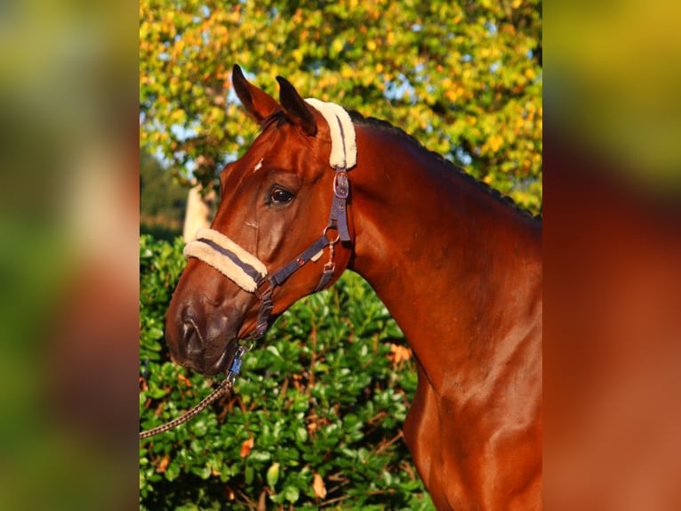 Hanoverian Gelding 3 years 17 hh Brown in Selsingen