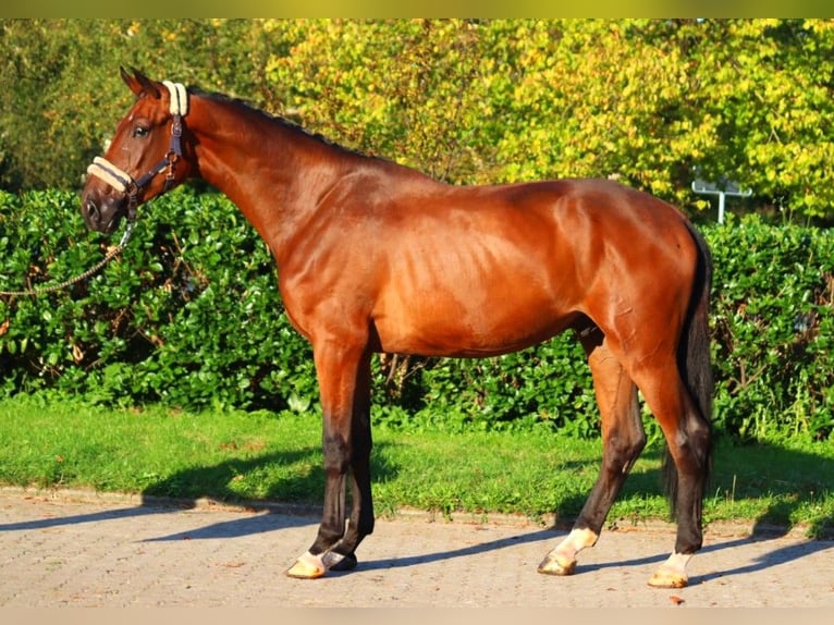 Hanoverian Gelding 3 years 17 hh Brown in Selsingen