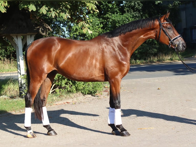 Hanoverian Gelding 3 years 17 hh Brown in Selsingen