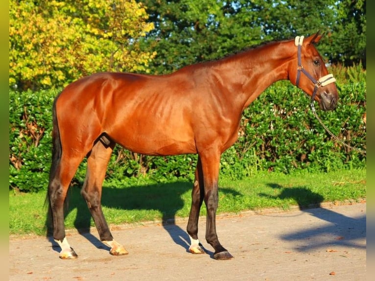 Hanoverian Gelding 3 years 17 hh Brown in Selsingen