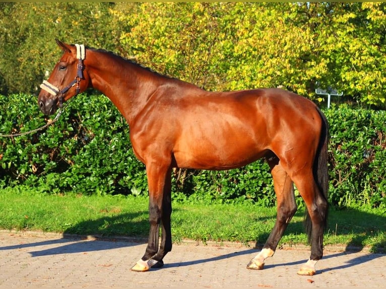 Hanoverian Gelding 3 years 17 hh Brown in Selsingen