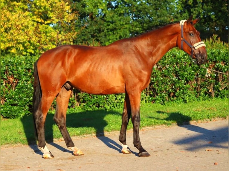 Hanoverian Gelding 3 years 17 hh Brown in Selsingen