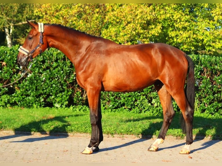 Hanoverian Gelding 3 years 17 hh Brown in Selsingen