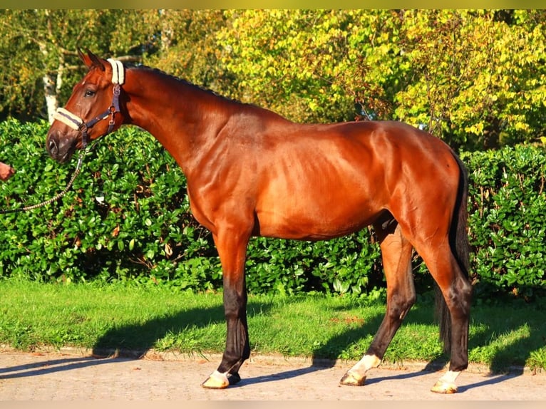 Hanoverian Gelding 3 years 17 hh Brown in Selsingen