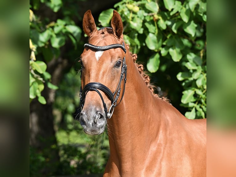Hanoverian Gelding 3 years 17 hh Chestnut-Red in Bad Bevensen