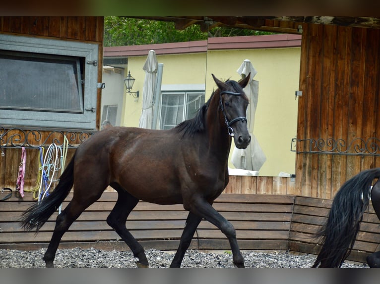 Hanoverian Gelding 3 years 17 hh  in Linz