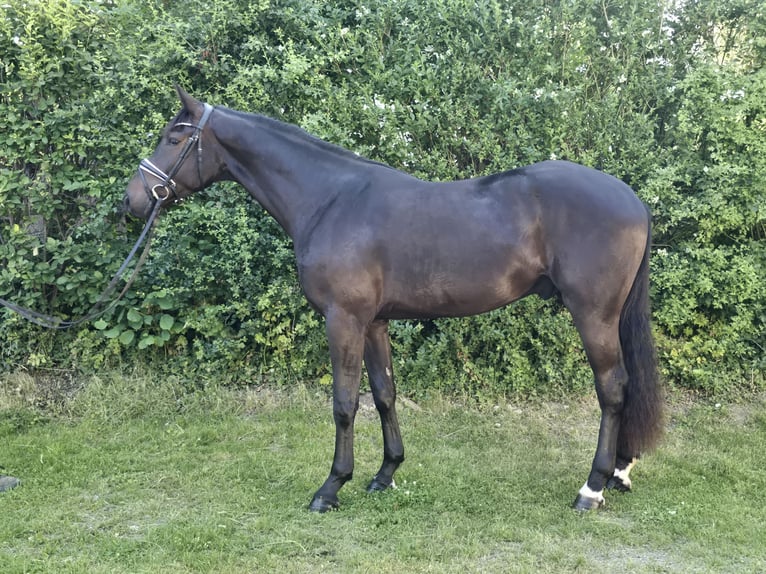Hanoverian Gelding 3 years 17 hh Smoky-Black in Lauenburg
