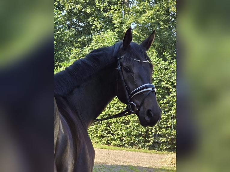 Hanoverian Gelding 3 years 17 hh Smoky-Black in Lauenburg
