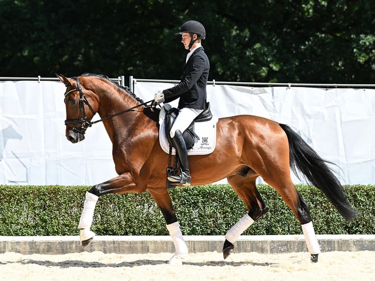 Hanoverian Gelding 3 years 17,1 hh Brown in Bad Bevensen