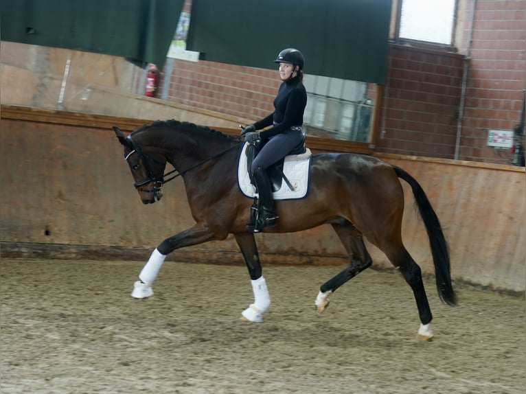 Hanoverian Gelding 3 years 17,1 hh Brown in Paderborn Hanoverian Gelding 3 years 17,1 hh Brown in Paderborn