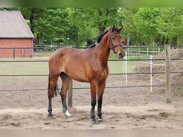 Hanoverian Gelding 3 years 17,1 hh Brown in Warmsen