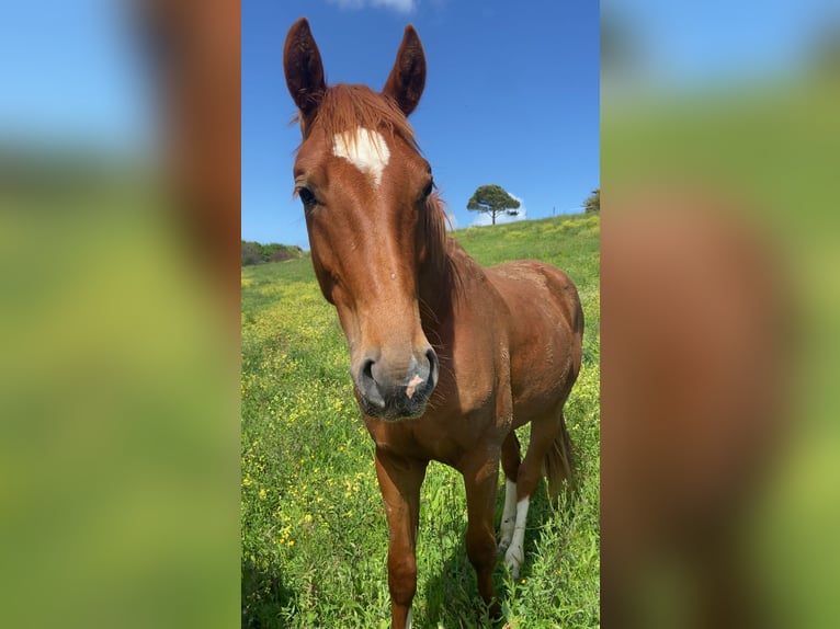 Hanoverian Gelding 3 years 17,2 hh Chestnut in Castanedo