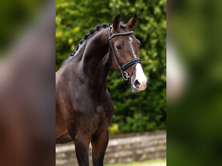 Hanoverian Gelding 3 years Bay-Dark in Bocholt