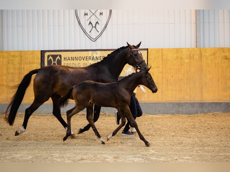 Hanoverian Gelding 3 years Bay-Dark in DUSZNIKI