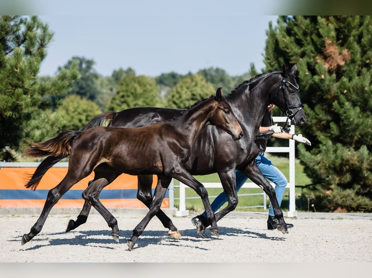 Hanoverian Gelding 3 years Bay-Dark in DUSZNIKI