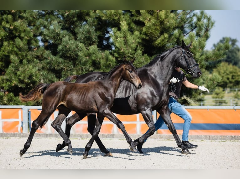 Hanoverian Gelding 3 years Bay-Dark in DUSZNIKI