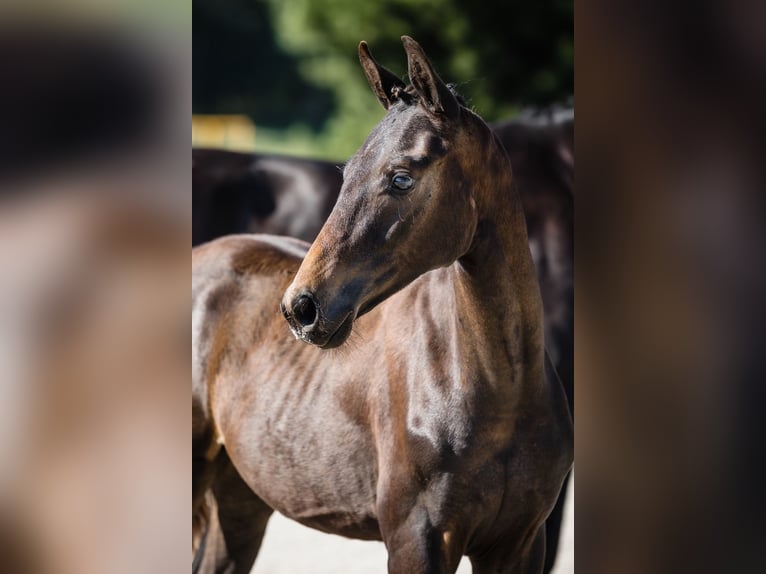 Hanoverian Gelding 3 years Bay-Dark in DUSZNIKI