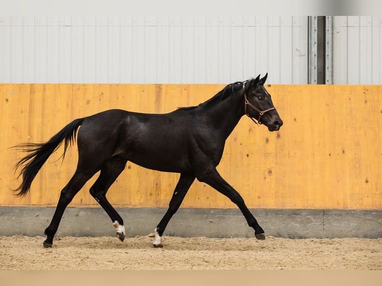 Hanoverian Gelding 3 years Bay-Dark in DUSZNIKI