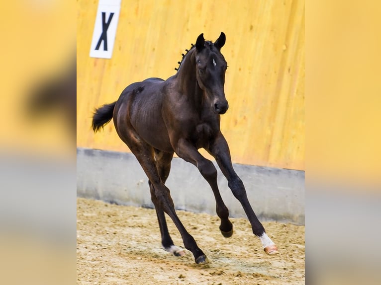 Hanoverian Gelding 3 years Bay-Dark in DUSZNIKI