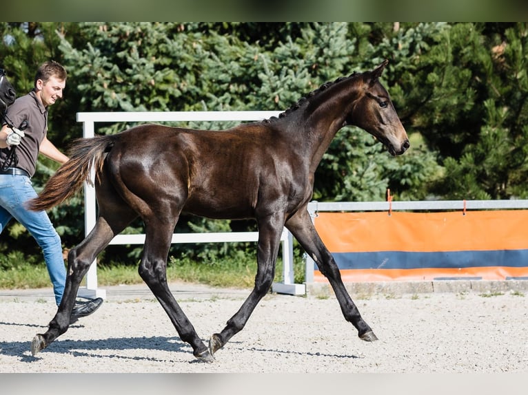 Hanoverian Gelding 3 years Bay-Dark in DUSZNIKI