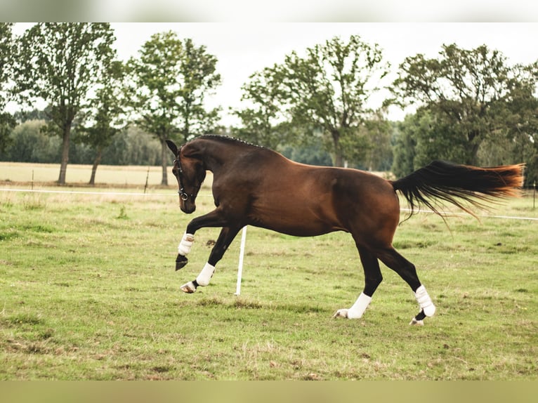 Hanoverian Gelding 3 years Bay-Dark in Edemissen