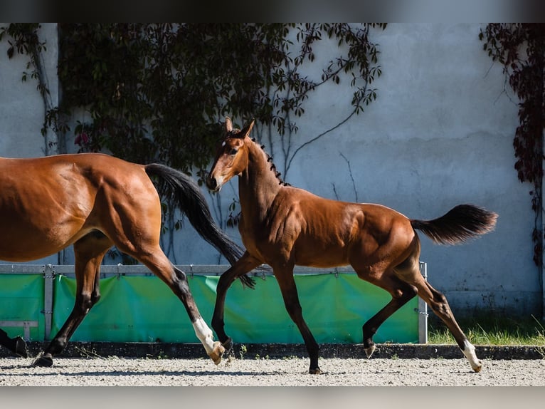 Hanoverian Gelding 3 years Bay in Duszniki
