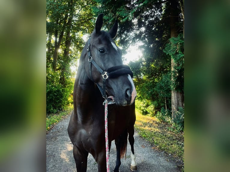 Hanoverian Gelding 3 years Black in Aurich