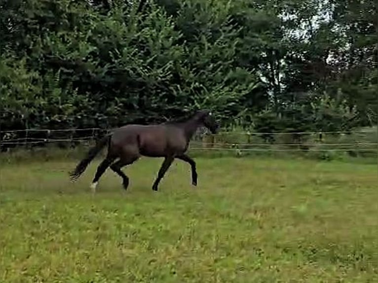 Hanoverian Gelding 3 years Black in Aurich