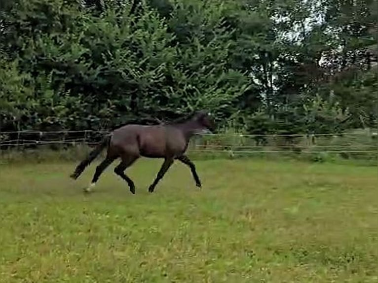 Hanoverian Gelding 3 years Black in Aurich