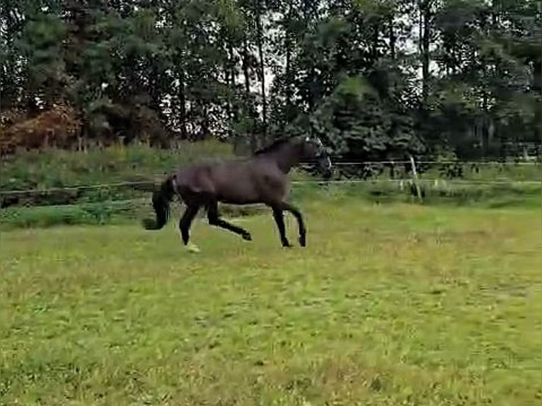 Hanoverian Gelding 3 years Black in Aurich