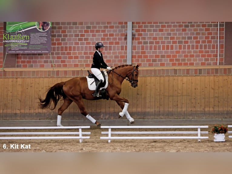 Hanoverian Gelding 3 years Chestnut-Red in Bocholt