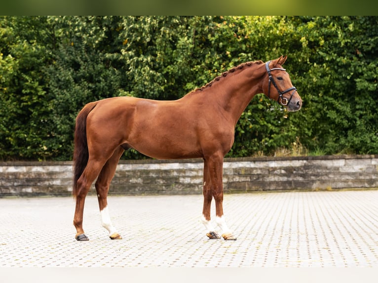 Hanoverian Gelding 3 years Chestnut-Red in Bocholt