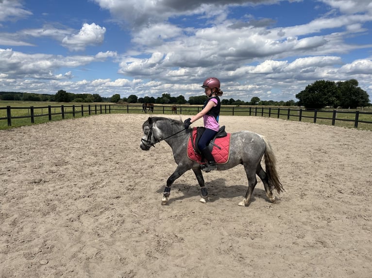 Hanoverian Gelding 4 years 12 hh Gray-Dark-Tan in Bleckede