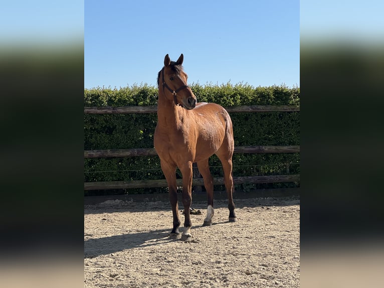Hanoverian Gelding 4 years 15.2 hh Brown in Elsdorf