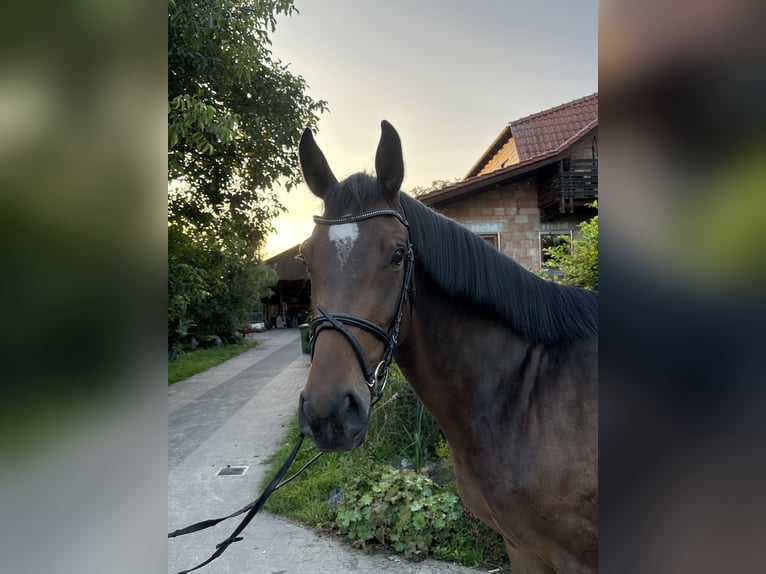 Hanoverian Gelding 4 years 15,2 hh Brown in Babenhausen