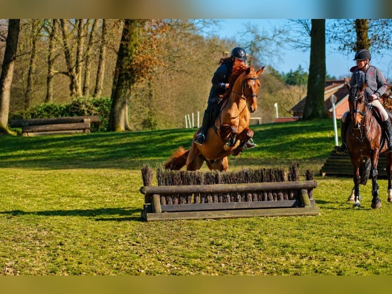 Hanoverian Gelding 4 years 15.2 hh Chestnut-Red in Fürstenau