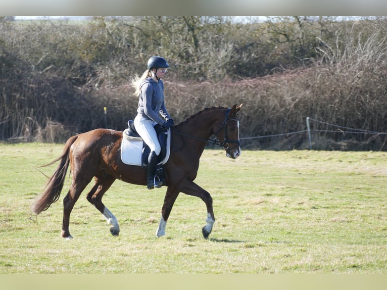 Hanoverian Gelding 4 years 15.2 hh Chestnut-Red in Ganschow