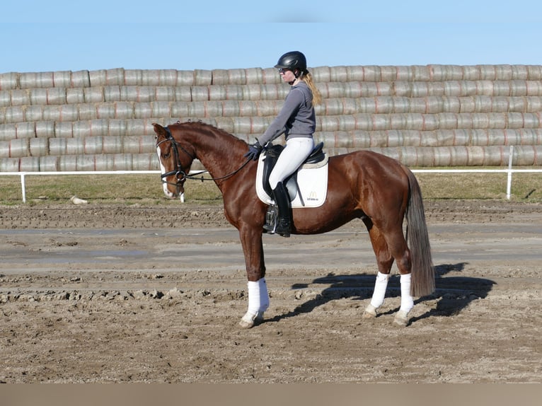 Hanoverian Gelding 4 years 15.2 hh Chestnut-Red in Ganschow