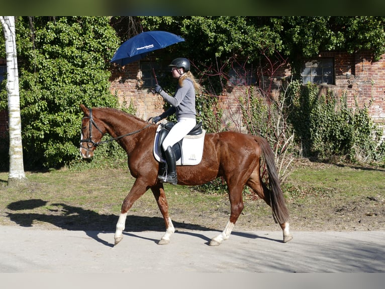 Hanoverian Gelding 4 years 15.2 hh Chestnut-Red in Ganschow
