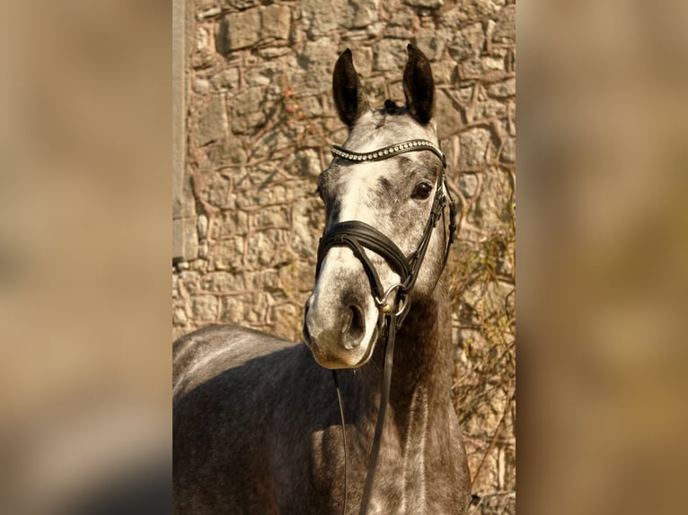 Hanoverian Gelding 4 years 15.2 hh Grey in Rosdorf
